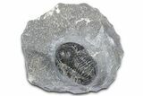 Bargain, Detailed Gerastos Trilobite Fossil - Morocco #363946-3